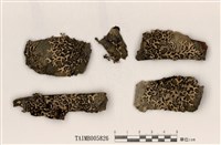 藏品(黃條雙歧根梅衣)的圖片